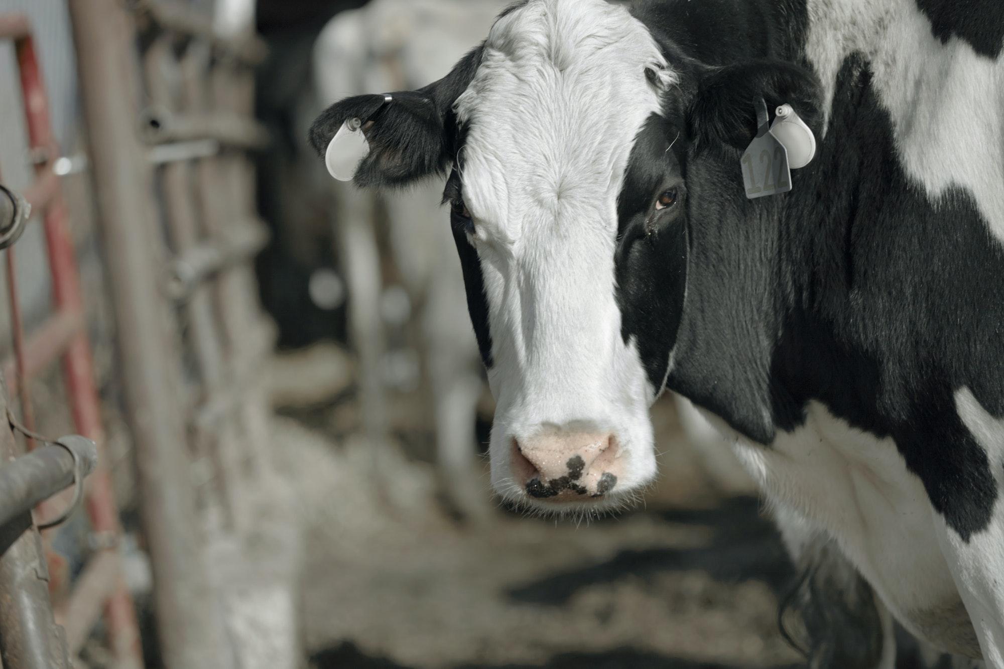 Portrait of cow in milking shed at dairy farm